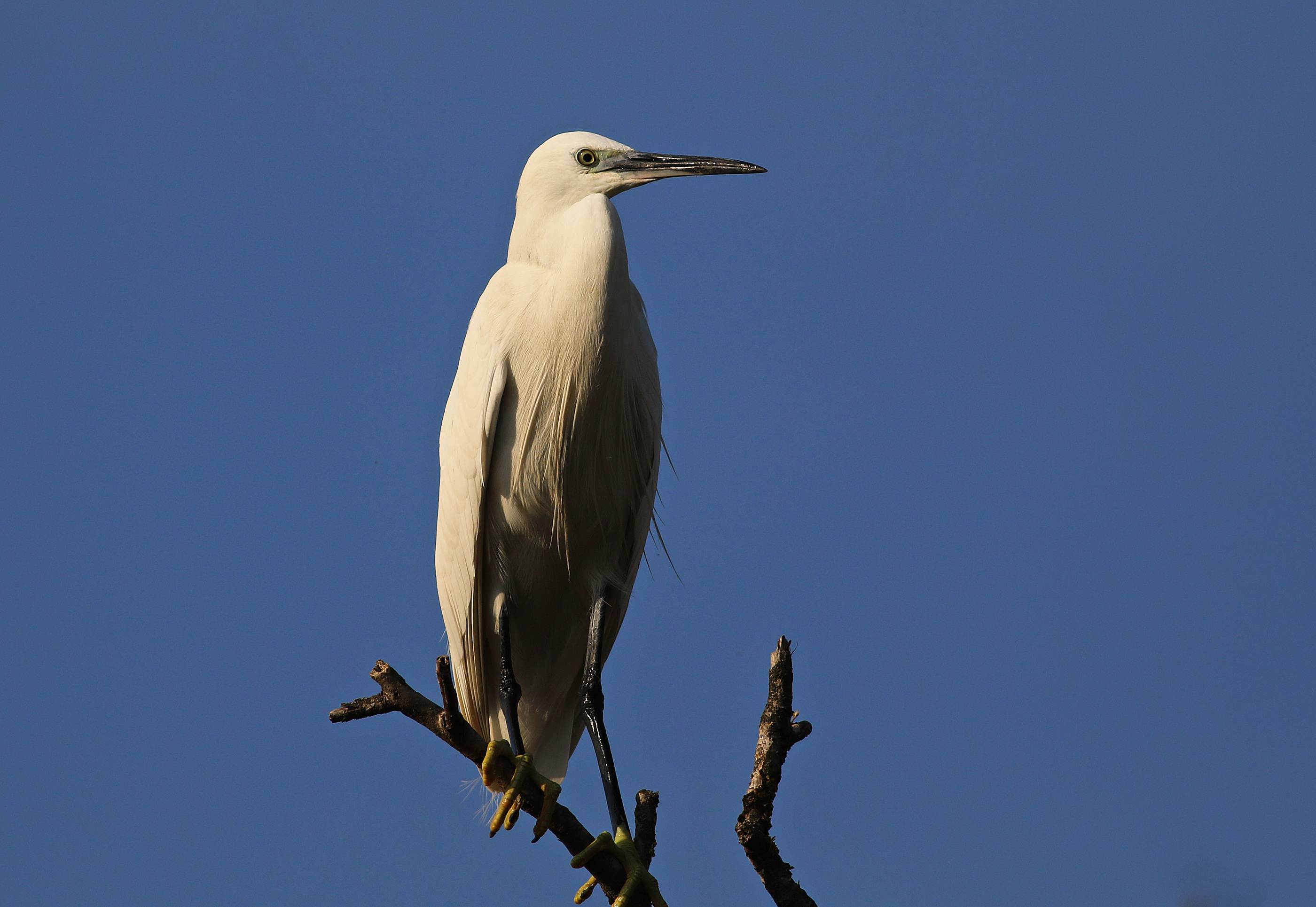 Little Egret